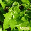 Plante Dépolluante - Hédera [Mini] Hélix