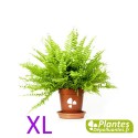 Plante Dépolluante - Néphrolepis XL - Fougère