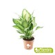 Dieffenbachia
