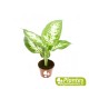 Dieffenbachia