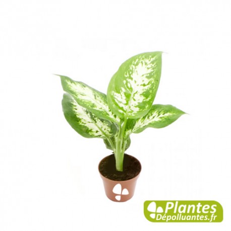 Dieffenbachia