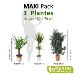 Pack [Maxi] - 3 Plantes
