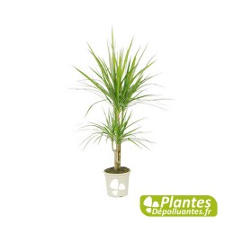 Plante Dépolluante - Dracaena Marginata (2Pieds)
