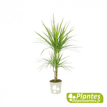 Dracaena Marginata (2Pieds)