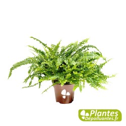 Plante Dépolluante - Néphrolepis - Fougère