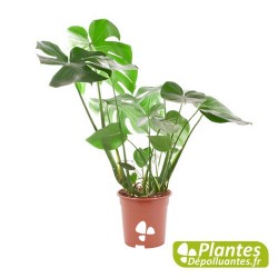 philodendron monstera plante dépolluante