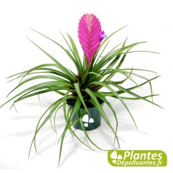 Tillandsia Anita