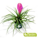 Plante Vivace - Tillandsia Anita