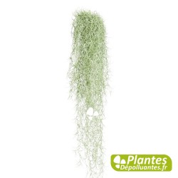 Tillandsia Usneoides