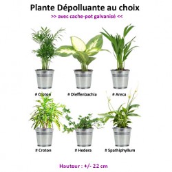 Plante au choix + Cache-pot Galvanisé