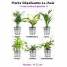 Plante au choix + Cache-pot Galvanisé