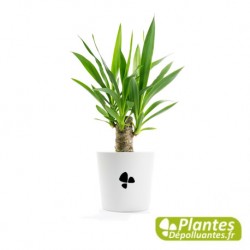 Plante Dépolluante - Yucca + Cache-pot