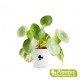 Plante Dépolluante - Pilea peperomioides (Monnaie Chinoise)