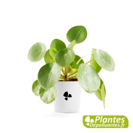 Plante Dépolluante - Pilea peperomioides (Monnaie Chinoise)