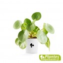 Plante Dépolluante - Pilea peperomioides (Monnaie Chinoise)