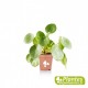 Plante Dépolluante - Pilea peperomioides (Monnaie Chinoise)