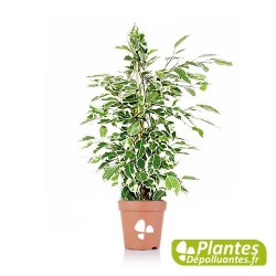 Ficus Twilight - Bi colore