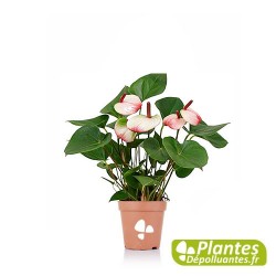 Anthurium Hotlips - Blanc/Rose