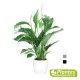 Spathiphyllum + Cache-pot