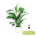 Plante Dépolluante - Spathiphyllum + Cache-pot