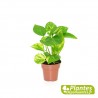 Pothos [Mini]