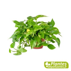 Pothos suspendu