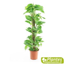 Pothos avec tuteur