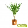 Dracaena Marginata