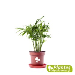 Chamaedorea plante dépolluante