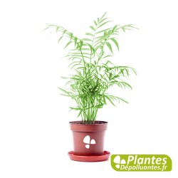 Chamaedorea Elegans