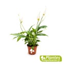 Plante Dépolluante - Spathiphyllum [Mini]