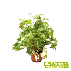 Cissus (Vigne d'appartement)
