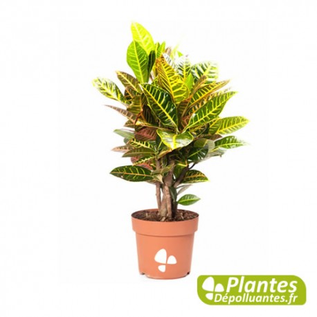Croton Petra