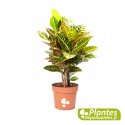 Croton Petra