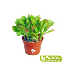 Plante Dépolluante - Crassula