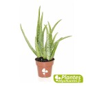 Plante Dépolluante - Aloé Vera