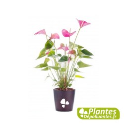 Anthurium Rose