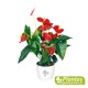 Anthurium Rouge