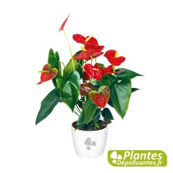 Anthurium Rouge