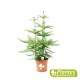 Araucaria (Pin de Norfolk)