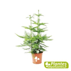 Araucaria (Pin de Norfolk)