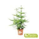 Plante Dépolluante - Araucaria (Pin de Norfolk)