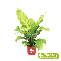 Asplenium nidus