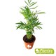 Asplenium nidus + Chamaedorea