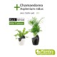 Asplenium nidus + Chamaedorea