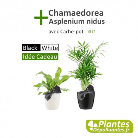 Asplenium nidus + Chamaedorea