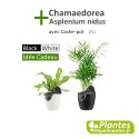 Plantes Dépolluantes - Asplenium + Chamaedorea
