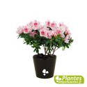 Plante Dépolluante - Azalée d'Inde
