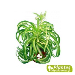 Plante Dépolluante - Chlorophytum Bonnie