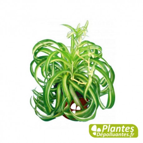 Chlorophytum Bonnie